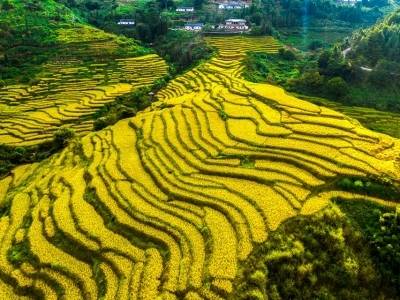 视频｜秋日宝藏地！平远梅畲村龙颈梯田秋收，太出片了