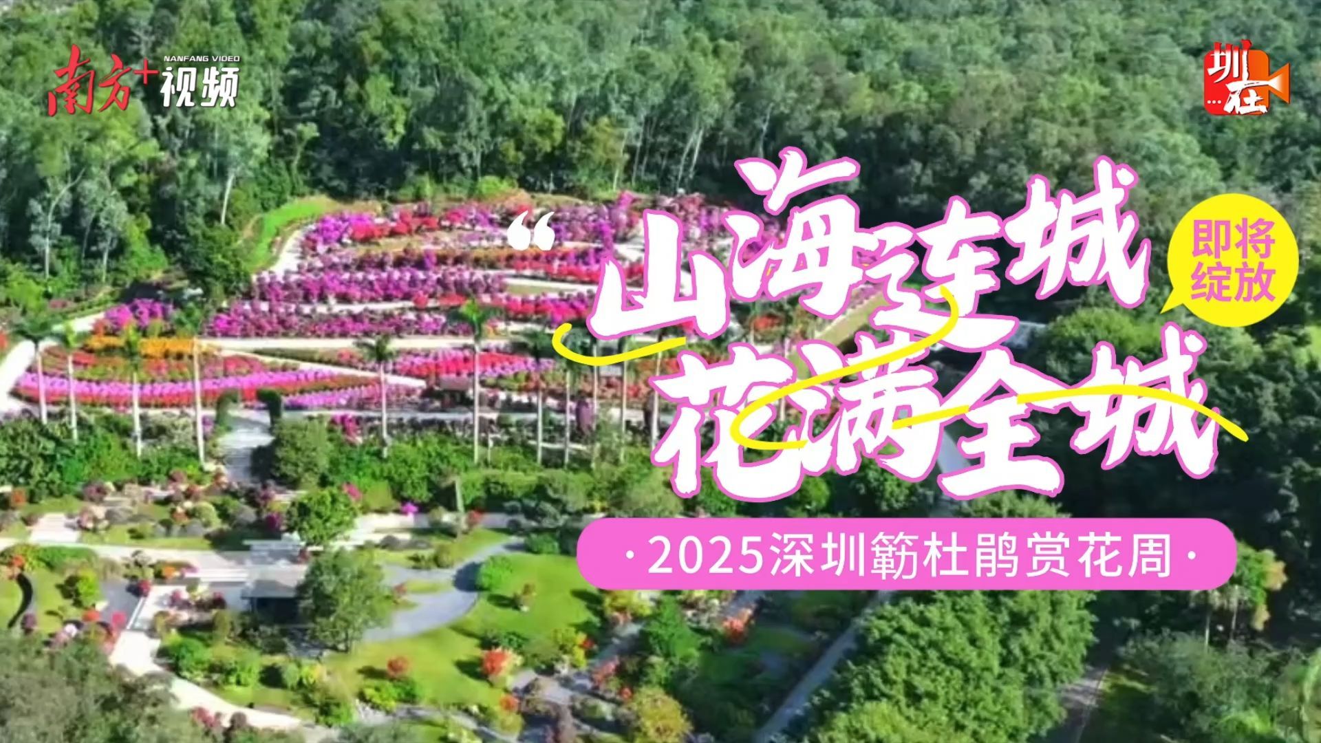 花❁ 花满全城，咖香四溢！2025深圳簕杜鹃赏花周明日开启