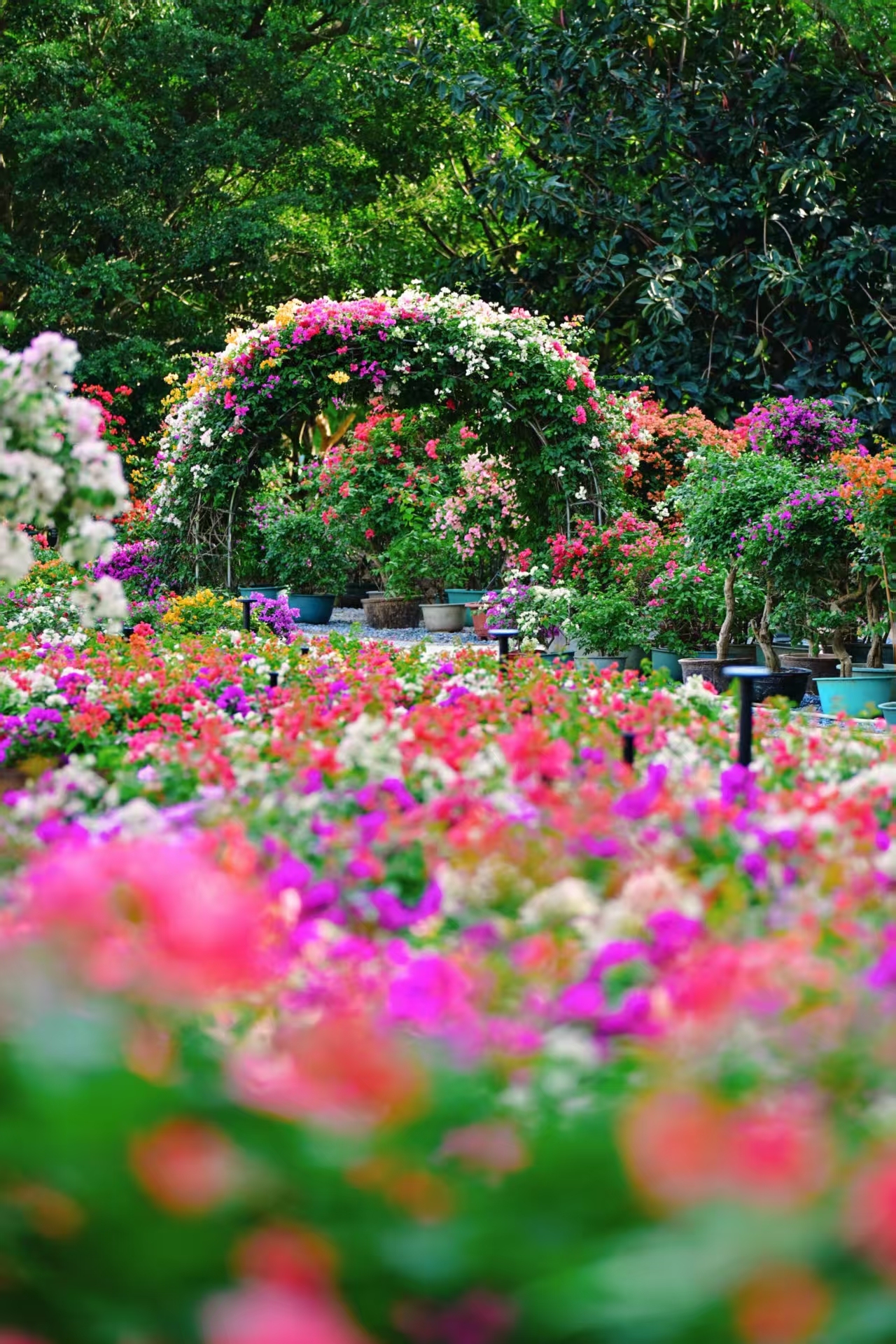 花❁ ZX-GC8_菏泽中欣牡丹园艺有限公司