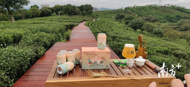 柏塘山茶啤酒“不知春”。 柏塘山茶啤酒“不知春”。