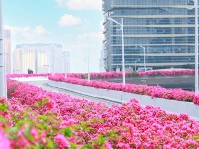 总长1.6万米！横琴十五运会最美赛道长这样