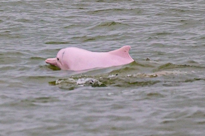 “喜洋洋”“乐融融”本尊现身！中华白海豚畅游港珠澳大桥为十五运会助阵