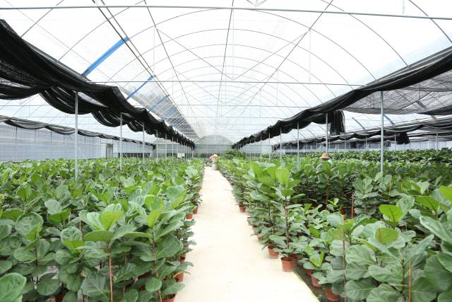 广州瑞岭盆景农民专业合作社生产基地