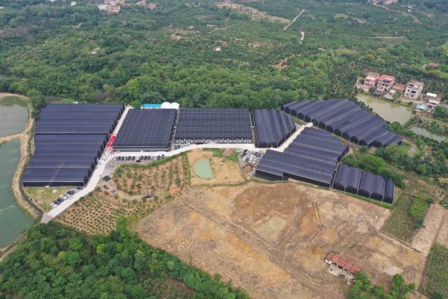 瑞岭盆景苗木基地（合作社）。