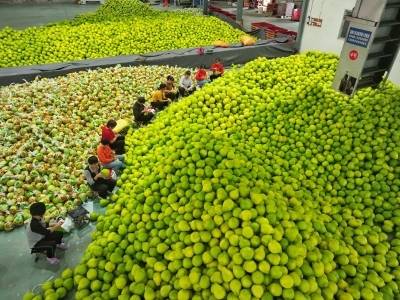 全国每五个柚子，就有一个产自广东梅州