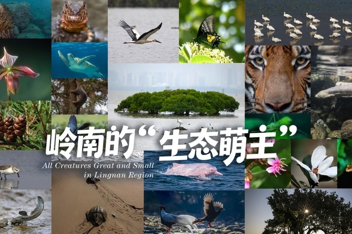 “顶流天团” 出道：岭南“生态萌主”们的治愈日常