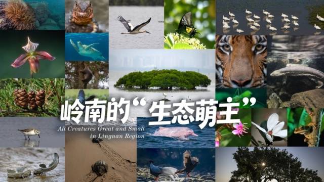 “顶流天团” 出道：岭南“生态萌主”们的治愈日常