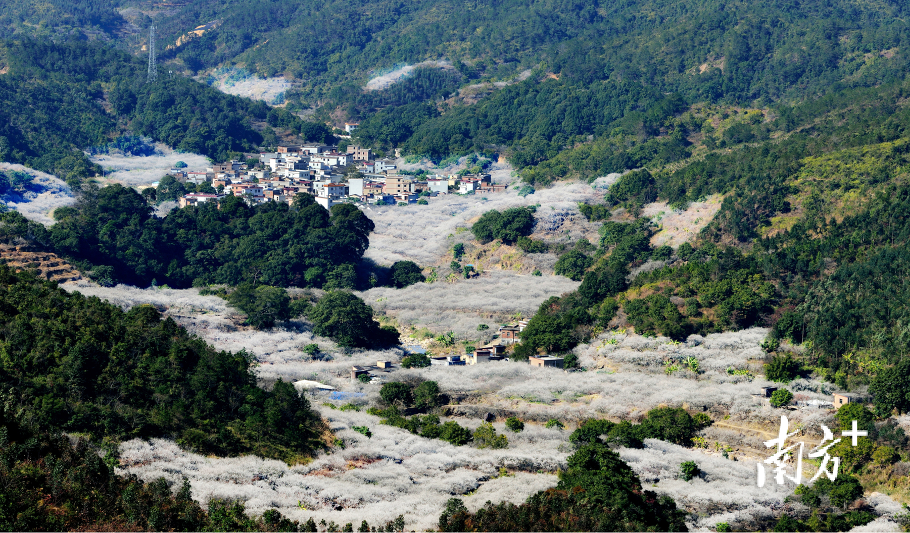 汕尾市陆河县螺洞世外梅园绿美点。通讯员 林荫 供图