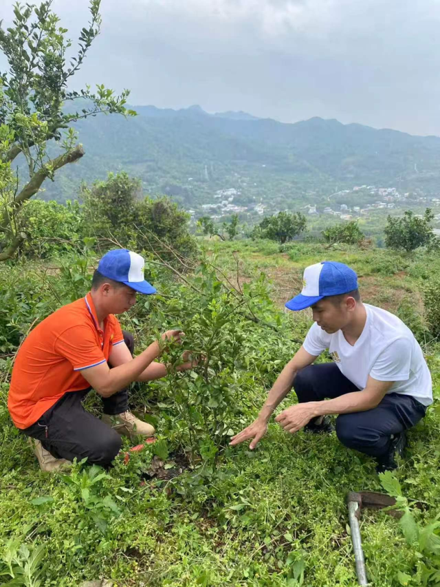 黄裕济（右）和果农在果园里查看柚子的长势。受访者供图