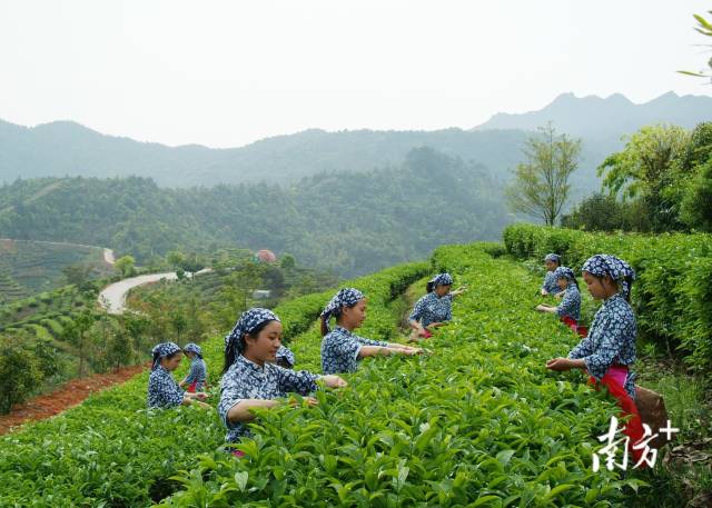 尝罢梅州柚，再品嘉应茶