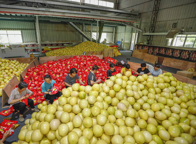 梅州柚成为带动农户增收的“致富果”