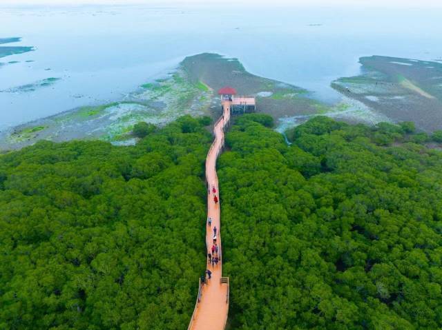湛江特呈岛百年红树林群成为户外游热门地点