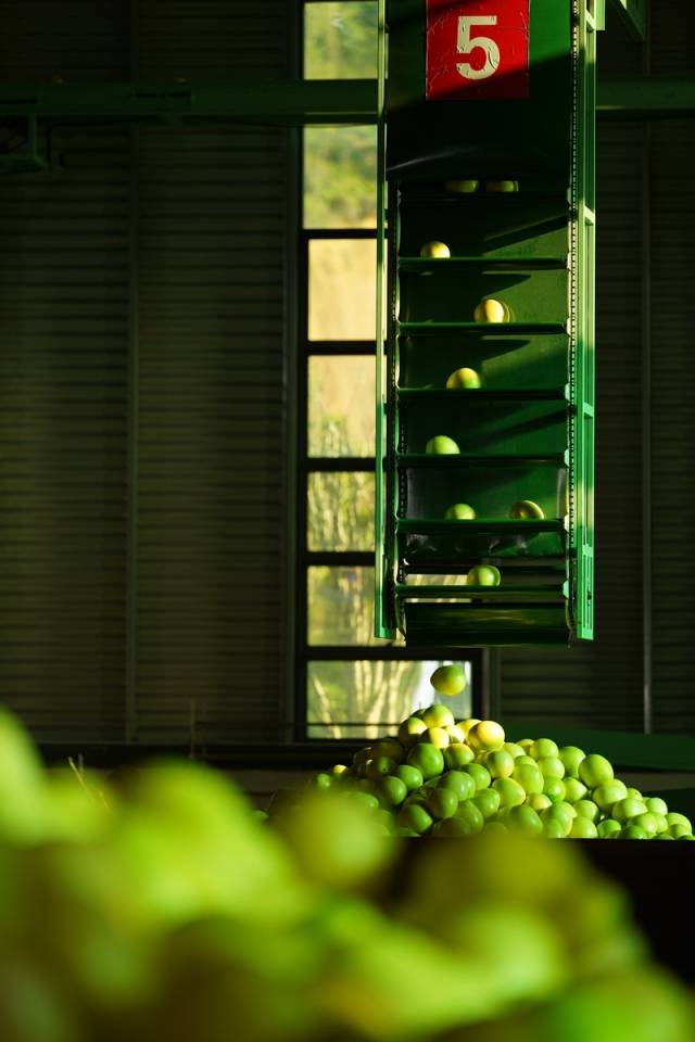 生产线上，柚子实现自动化分拣。