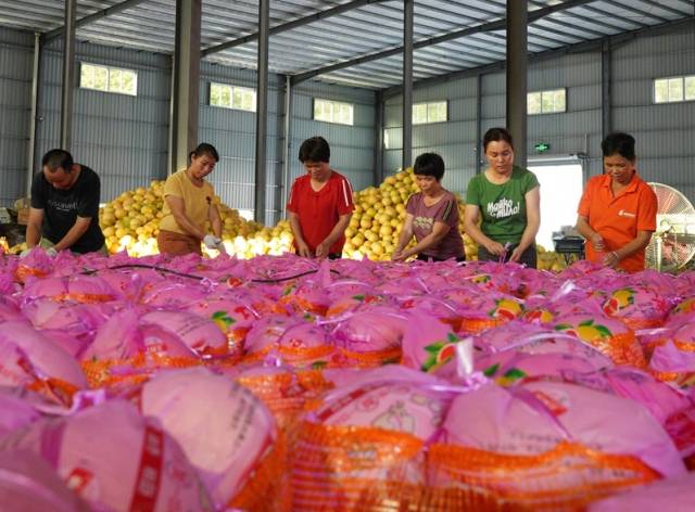 柚迎丰收，果农忙碌。