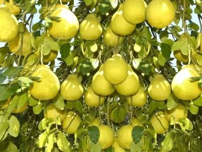 梅州柚的文化印象