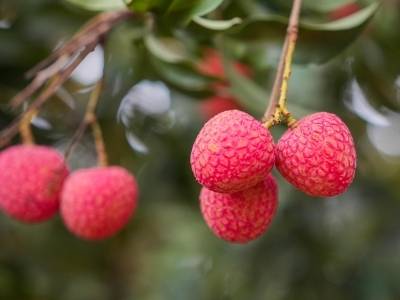 用“土特产”撬动“大产业”，茂名很“甜”
