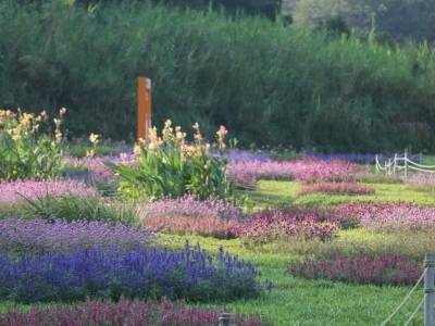 图集｜繁花赴盛会，广州南沙“花式”迎全运｜全运看南沙