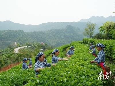 尝罢梅州柚，再品嘉应茶