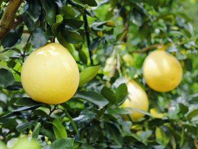 梅州柚，享全球！一个百亿级现代农业产业集群的崛起