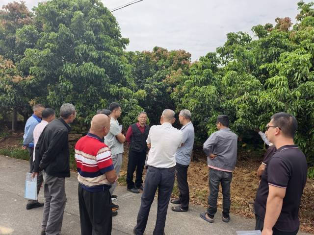 专家团队还深入荔枝种植园实地“问诊”。