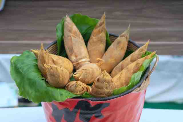 “从化冬蔬三件宝”之一：冬笋