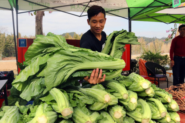 “从化冬蔬三件宝”之一：大芥菜