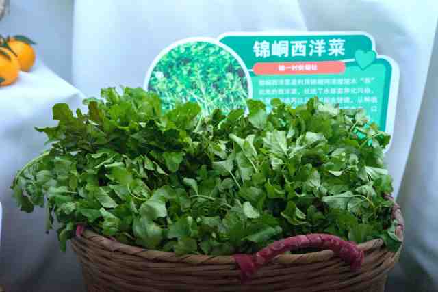 “从化冬蔬三件宝”之一：西洋菜