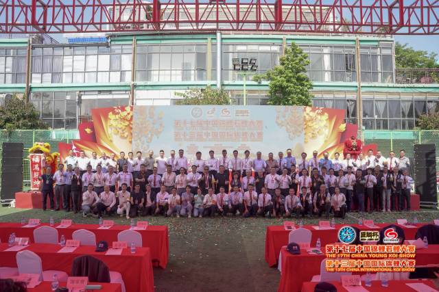 近2000尾顶级锦鲤齐聚东莞“选美”,国产锦鲤具备国际一流水准