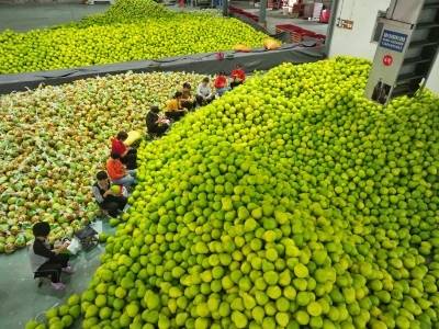 梅州南福金柚种植基地果农和农技人员：“要把日子过得像金柚一样又甜又美”
