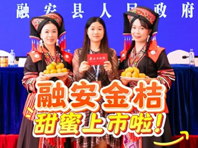 视频 | 融安金桔甜蜜上市啦！