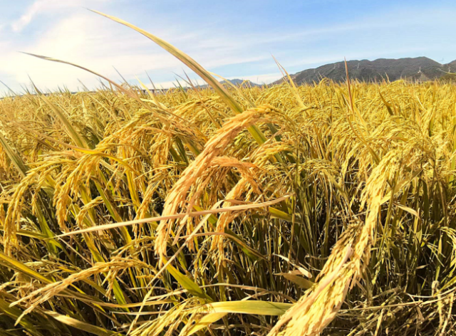 新品种稻株挺拔健壮，稻穗饱满沉实