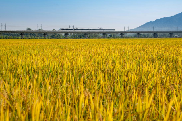 “万亩方”耕地集中整治后，主要粮食作物耕种收可实现全程机械化。