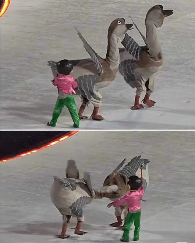 狮头鹅在“全运会”开幕式上亮相。特產