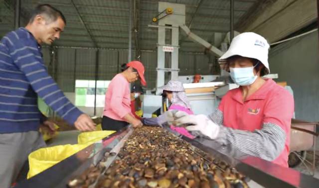 河源市油茶走向全产业链化发展。