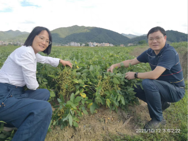 大玉口镇党委书记林艳芳和南方大豆创新研究院教授王应祥在考察大豆种植现场。