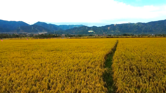 五星村水稻种植基地