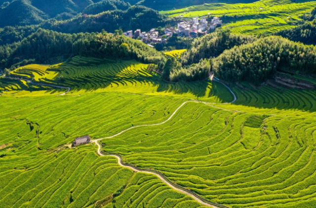 2024年，清远丝苗米播种面积超156万亩