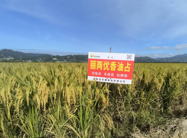 预计2026年新品种推广面积将达到2万-5万亩