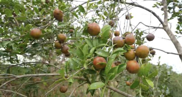 11月，河源市迎来油茶果采收季。