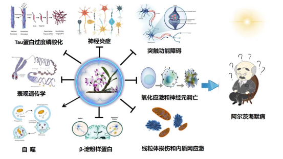 兰思仁团队研究石斛碱抗阿尔茨海默症作用及机制。资料图