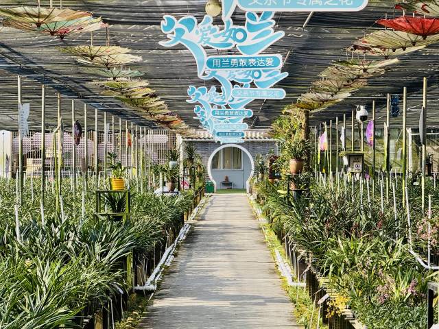 四会兰花基地。资料图