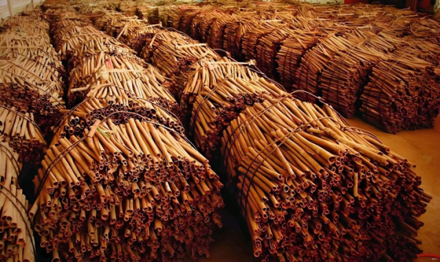 南药瑰宝——肇庆肉桂