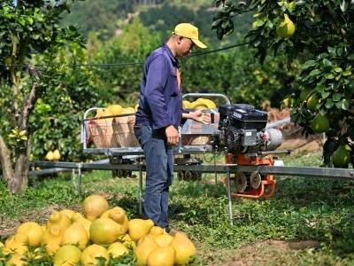 图集｜梅县区南福金柚种植基地金柚开采 吸引众多游客观光