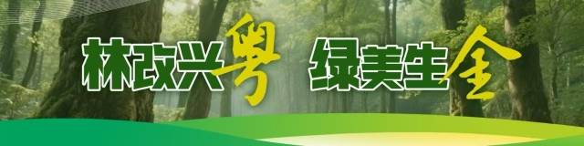 林改赋能绿富双赢,茂名书写全省试点示范答卷丨林改兴粤⑧