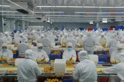 依托粤桂协作机制引进的广西果天下食品科技有限公司的工人正在加工芒果