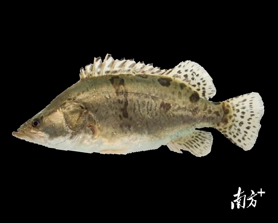 全国每10条鳜鱼就有1条产自三水。&nbsp;