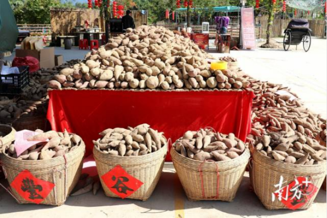 据统计，2025年，云城区番薯种植面积约2.3万亩，产量近3万吨。