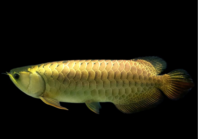 鳞片闪亮的金龙鱼（图源：珠江水产研究所）