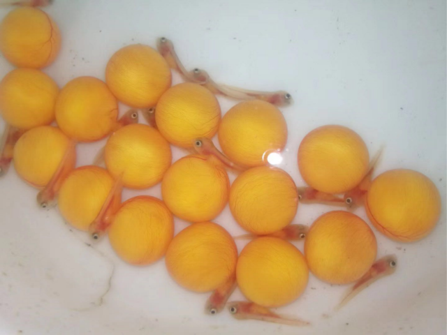 珠江所培育出的龙鱼苗（图源：珠江水产研究所）