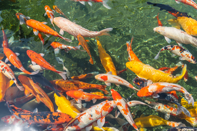 互联网上，锦鲤的形象往往跟“好运”“转运”关联（图源：视觉中国）